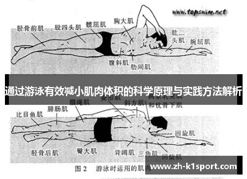 通过游泳有效减小肌肉体积的科学原理与实践方法解析