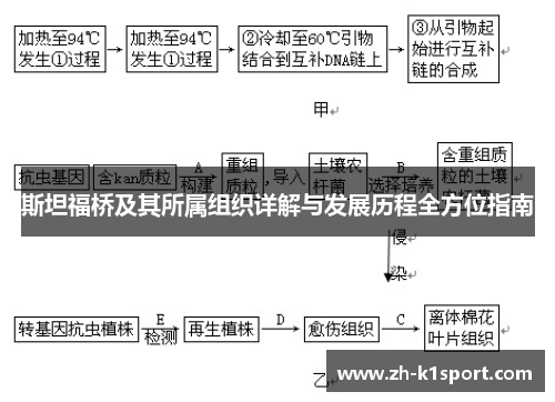 斯坦福桥及其所属组织详解与发展历程全方位指南